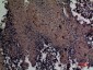 Mcl-1 Polyclonal Antibody